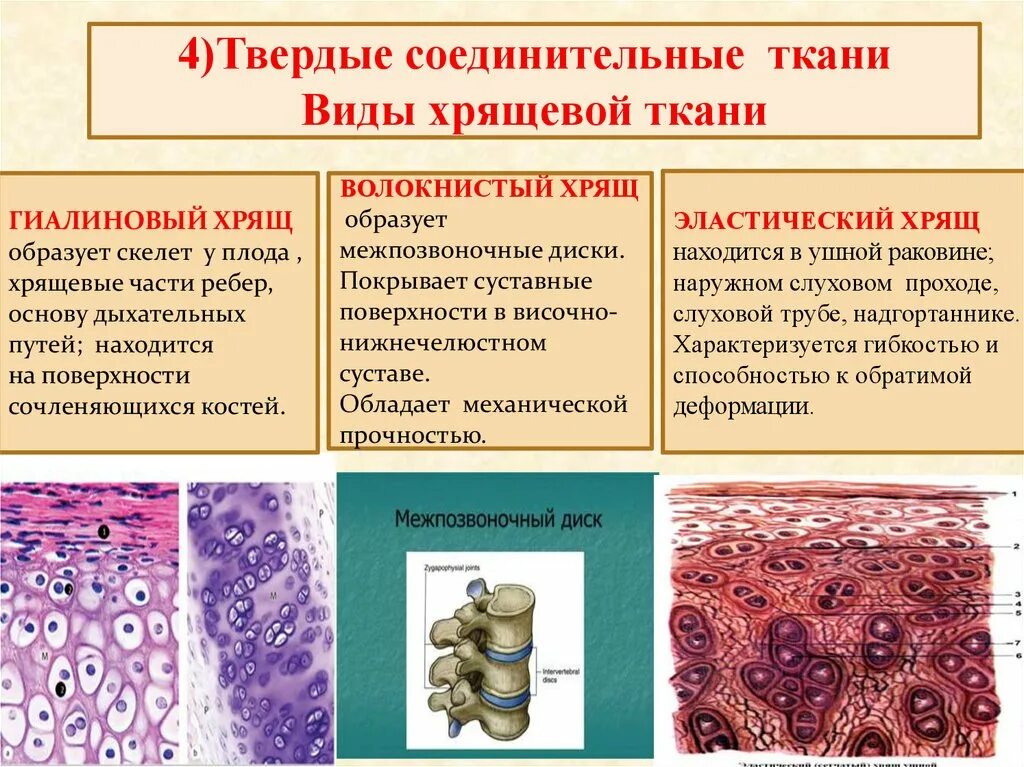 Соединительная ткань хрящ строение и функции. Гаилиновый волокнистыйх рящ. Хрящевая соединительная ткань строение. Хрящевая соединительная ткань функции.