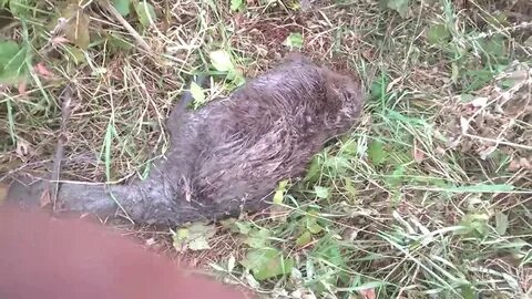 Покажи видео бобра