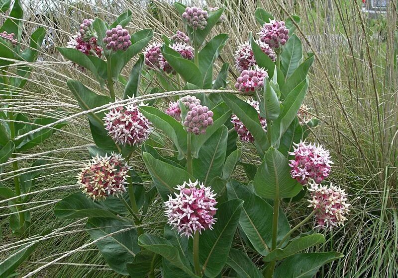 Local plant. Растение ваточник сирийский. Ваточник клубневой Золотинка. Ваточник магараджа. Ваточник Египетский.