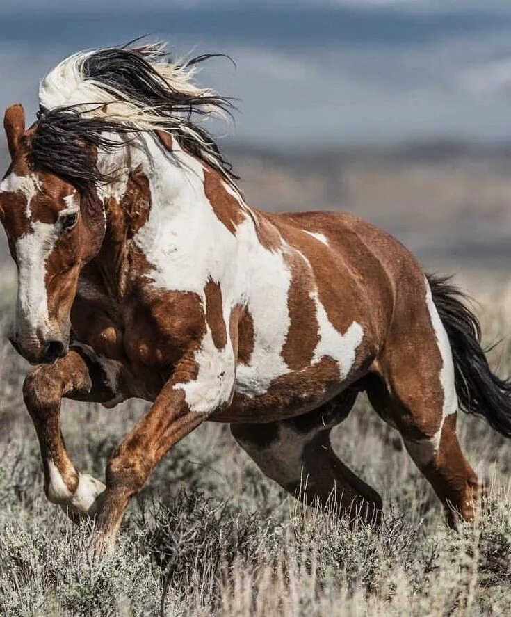 Пегий мустанг. Пегий мустанг. Американский мустанг лошадь. Mustang horse. Пегий мустанг лошадь.