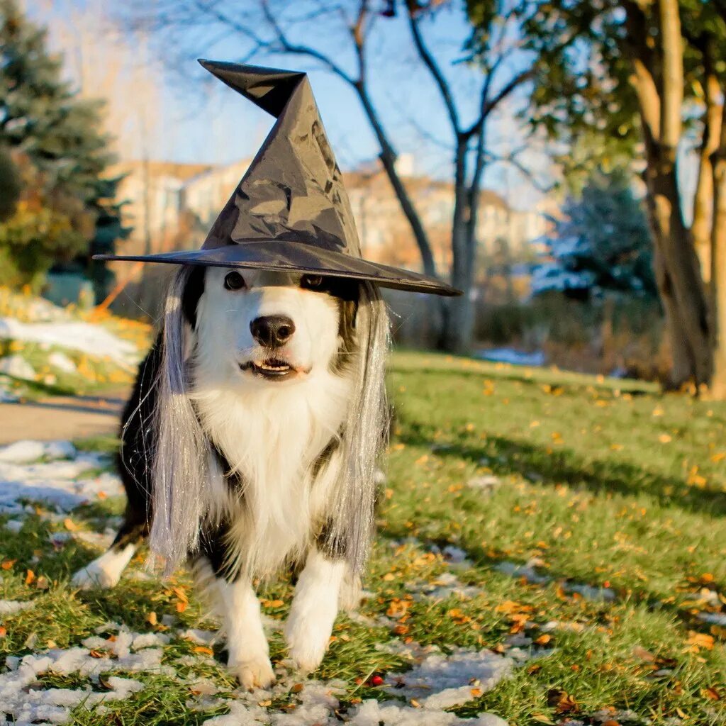 Пес шляпа. Собака в шляпе. Пес в шляпе. Собака в капюшоне. Бордер колли в шляпе.