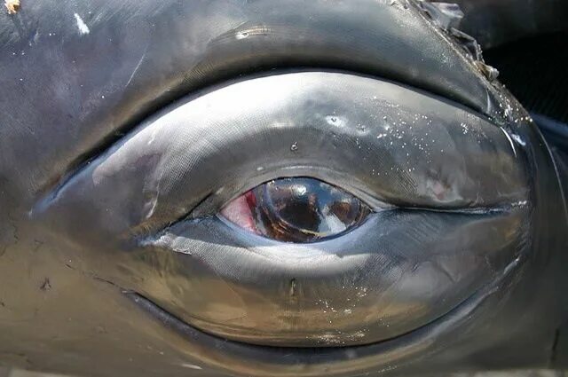 Как выглядит глаз кита Pin by Pangur Ban on Magical Nature Whale, Humpback whale, Dolphins