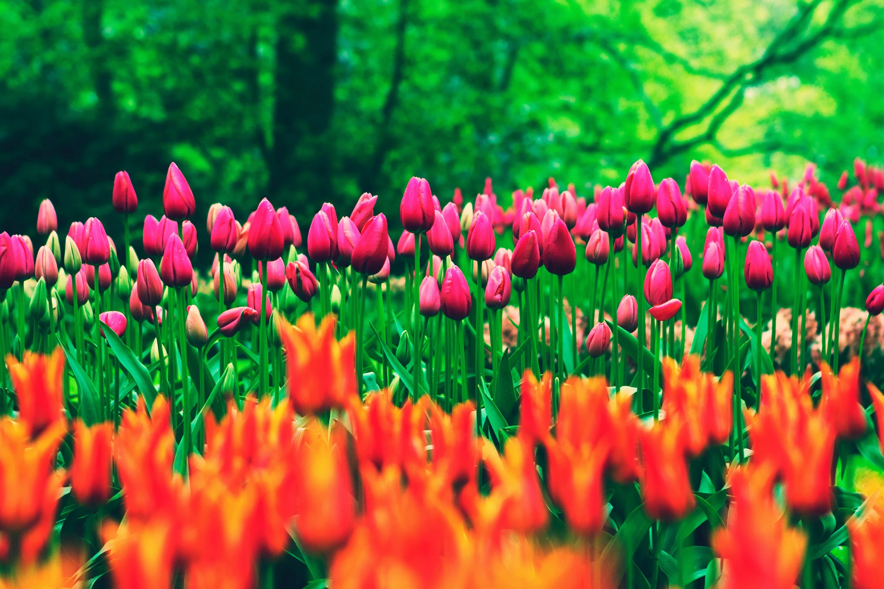 Поле тюльпанов. Цветы тюльпаны. Тюльпаны разноцветные. Тюльпаны в природе.