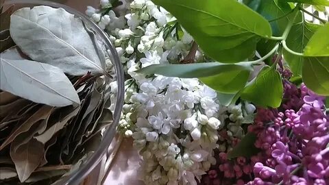 Цветки сирени в народной