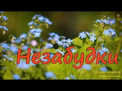 Незабудка песня караоке