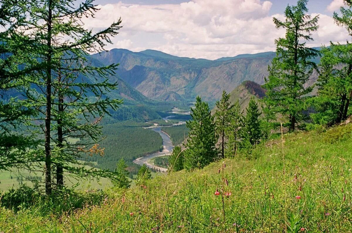 Алтай в какой части россии. Алтай Тайга. Аламбайская Тайга Алтайский край. Телецкое озеро Тайга Тайга. Горно Алтайск Тайга.