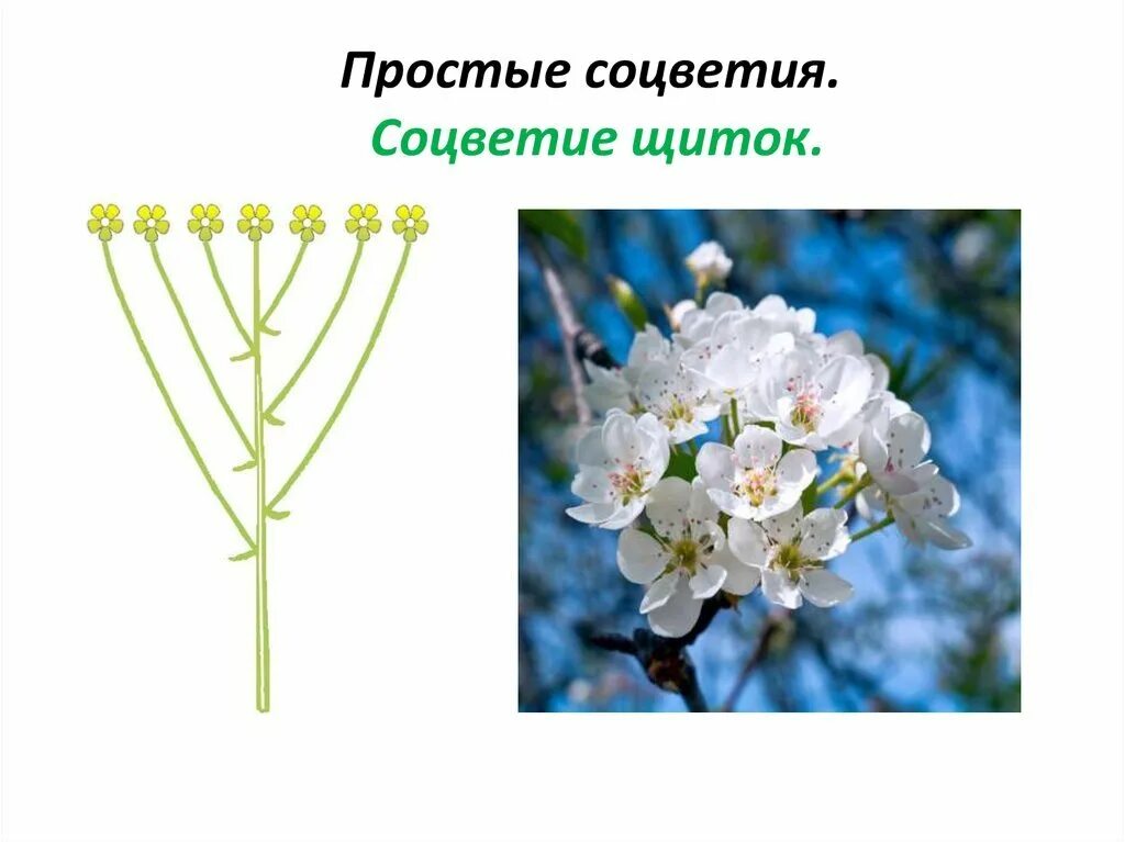 Щиток соцветие описание. Соцветие астры схема. Соцветие щиток. Щиток соцветие описание. Соцветие щиток примеры.