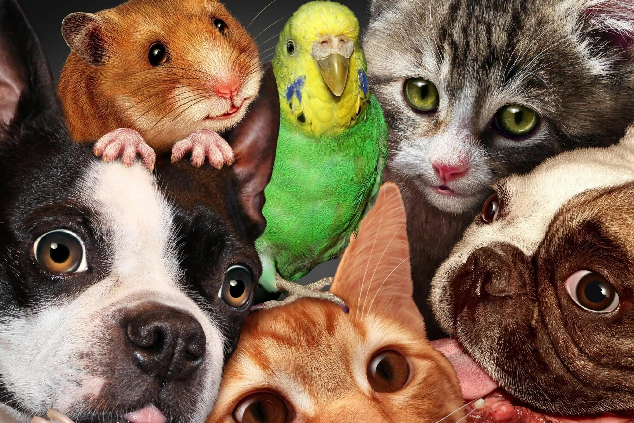 Ecureuils volants du Japon Cute animals, Cute baby animals, Cute animal photos
