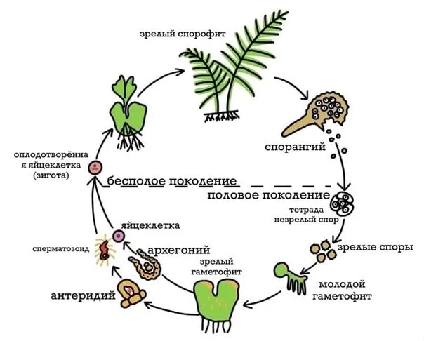 Жизненный процесс папоротника