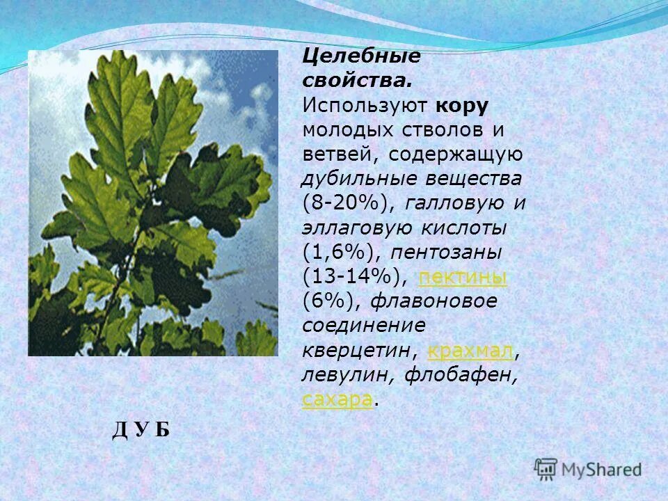 Дубильные дикорастущие растения. Дубильные вещества в растениях. Дубильные дикорастущие растения примеры. Дубильные растения примеры