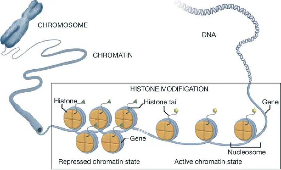 Кольцевая хромосома 1. Хромосомы и нуклеосома. Хроматин гистоны. Modification of Histones. Chromatin DNA and Histone.