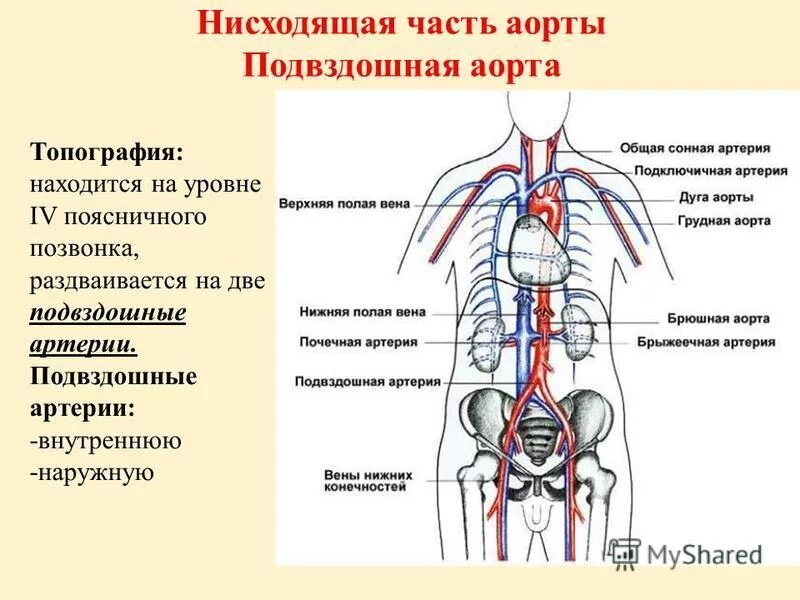 Нисходящая система. Синтопия брюшной аорты. Внутренняя подвздошная артерия анатомия. Синтопия брюшной части аорты. Проекция бифуркации аорты.