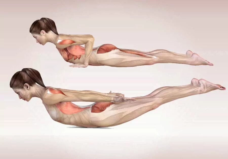 Мозг анатомия. Simplified arm anatomy. Поза саранчи. Анатомия глаза на английском. Хэмптон анатомия.