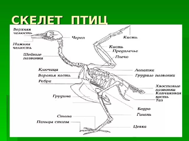 Скелет птицы схема биология 7 класс. Опорно двигательная система птиц. Опорно двигательная система Пти. Скелет птицы биология 7 класс.