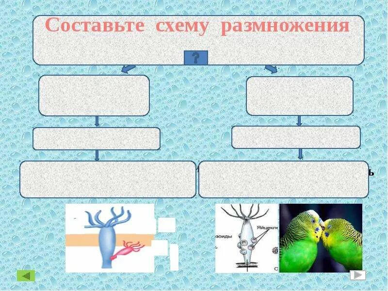 Презентация формы размножения животных 8 класс биология. Составьте схему размножения. Размножение многоклеточных животных. Составить схему типы размножения. Схема размножения животного.