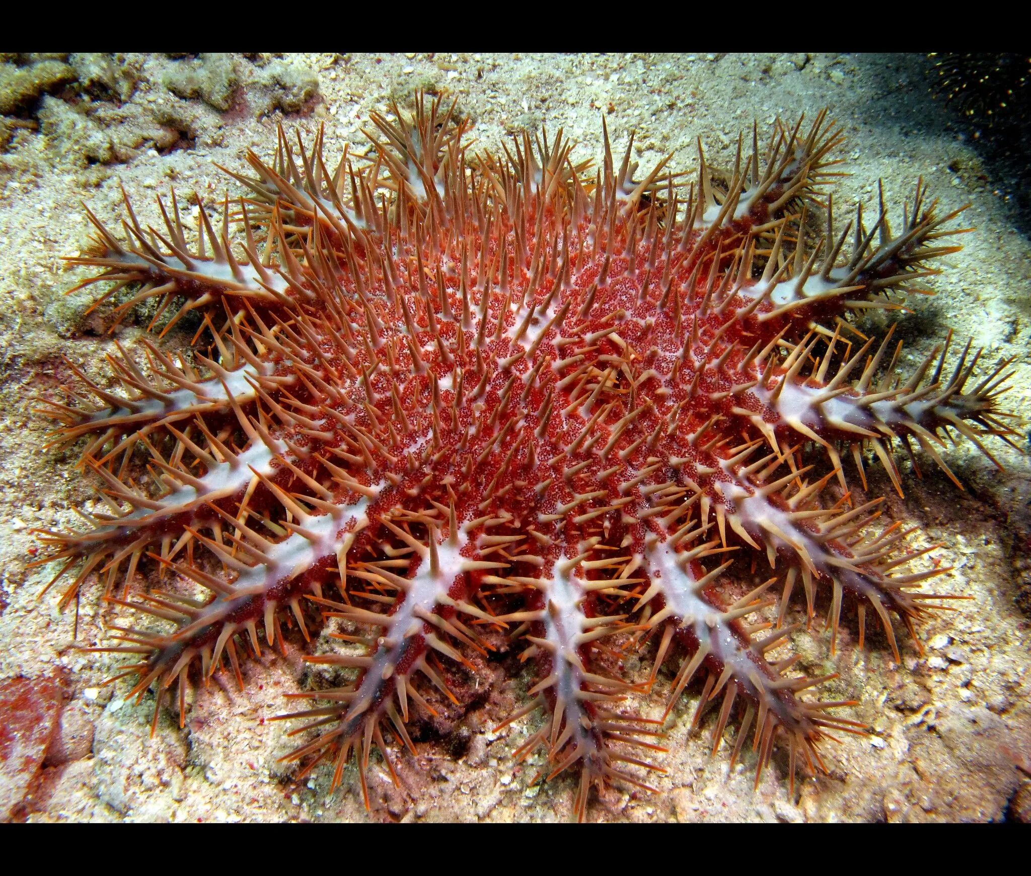 Акантастер морская звезда. Терновый венец (Acanthaster planci). Морская звезда «Терновый венец» (Acanthaster planci).. Терновый венец иглокожие.