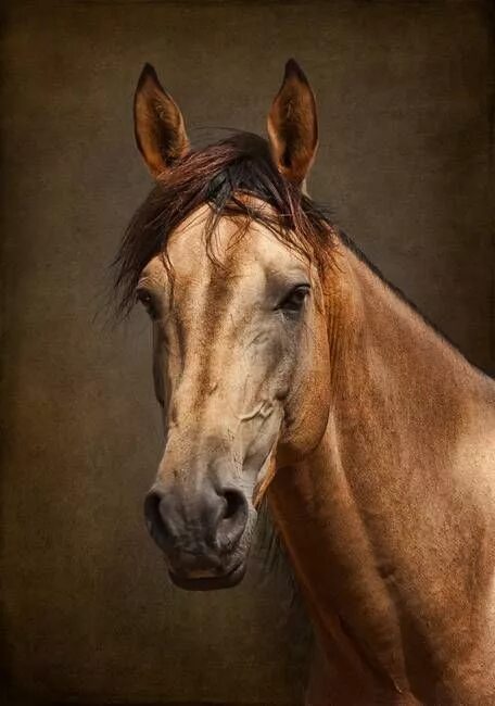 White horse portrait by Dimitar Hristov in 2022 Horse portrait, White horses, Ho