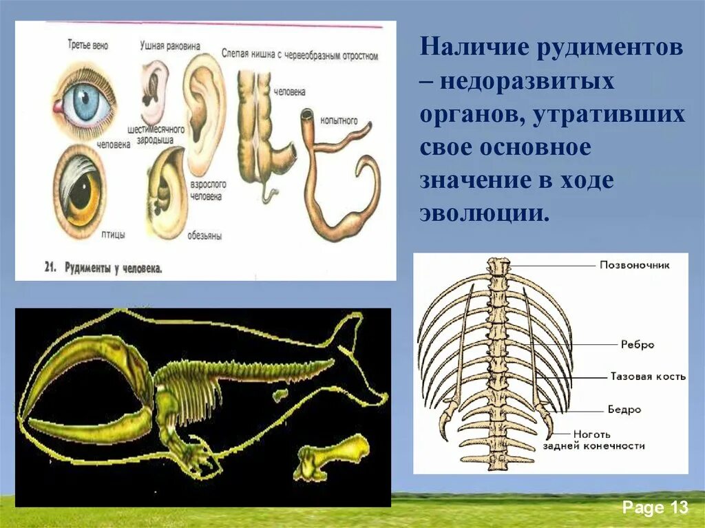 Изменение таза в ходе эволюции