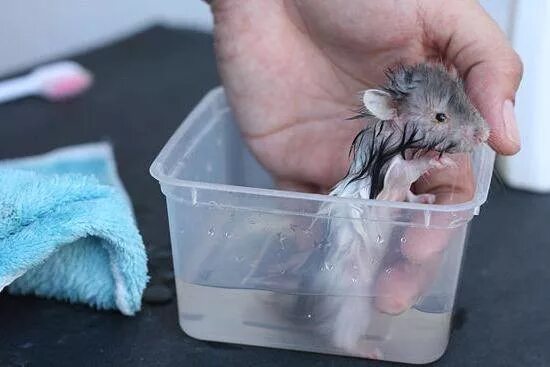 Можно мыть хомяка водой. Джунгарский хомяк моется. Водяной хомяк. Хомяк моется. Купание хомяка.