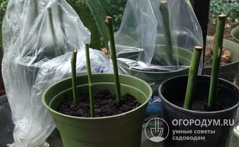 Укоренить розу осенью черенком в грунт