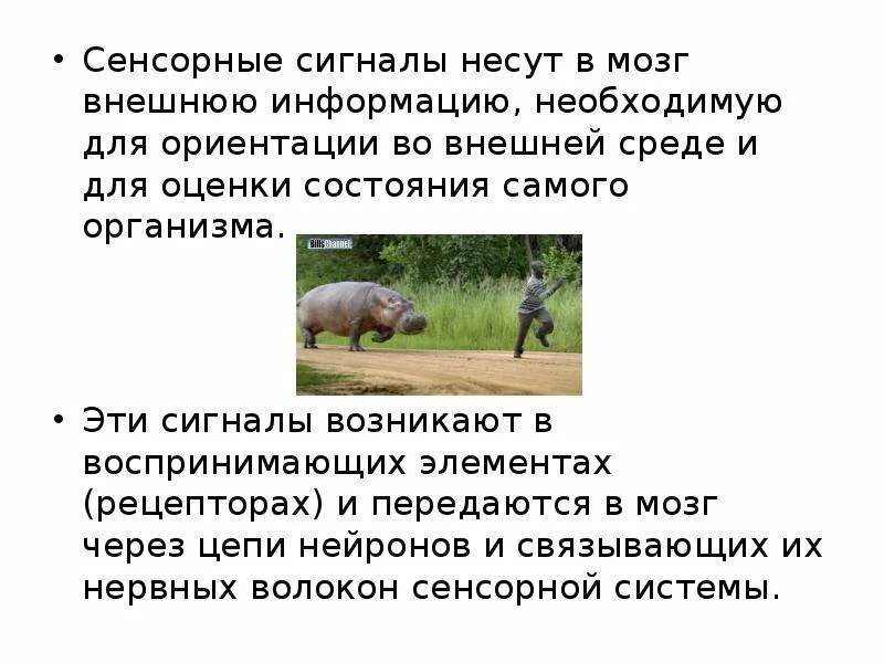 Музыкальные тактильные сигналы. Сенсорный анализ. Сенсорная система. Детектирование сигналов физиология. Музыкальные тактильные сигналы.