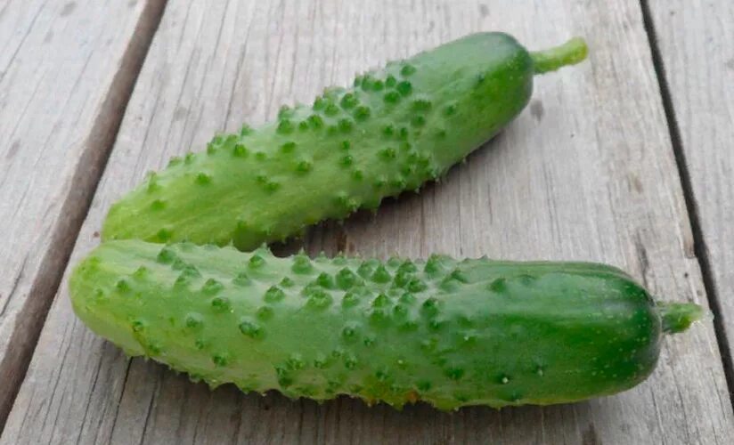 Огурцы пальчики сорт. Семена огурец пальчик, 2 гр. Огурцы дамские пальчики семена. Огурцы сорт пальчики. Огурец магнат f1 (а).