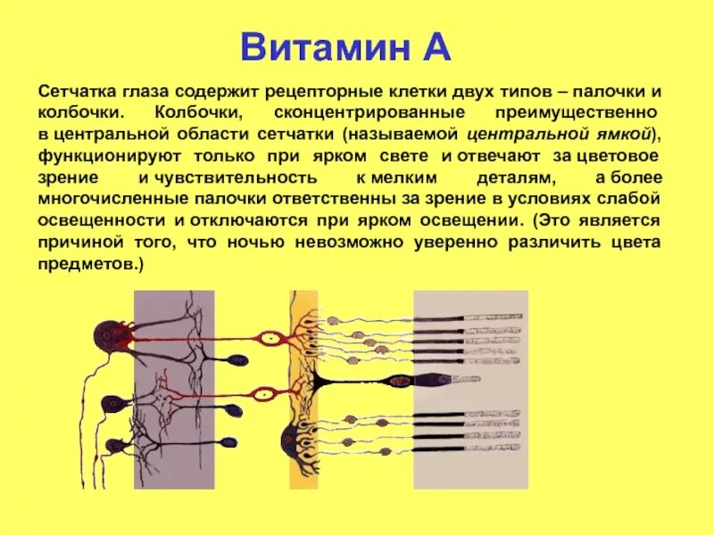 Палочки и колбочки сетчатки глаза. Колбочки клетки строение. Рецепторные клетки сетчатки глаза. Клетки сетчатки — колбочки.