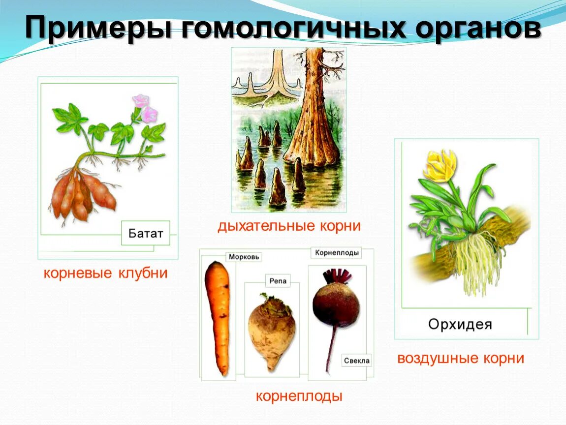 Видоизмененные корни клубеньки. Гомологичные органы примеры. Гомологичные и аналогичные органы примеры. Корнеплоды корневые клубни воздушные корни дыхательные корни.