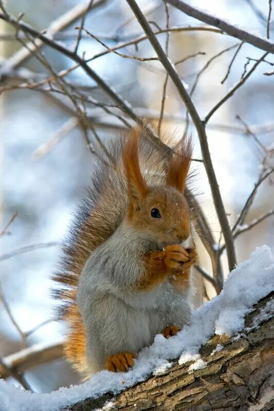 дуб вотан природа. белки зимой анимация. весенний скворец. меж ветвей. меж ветвей.