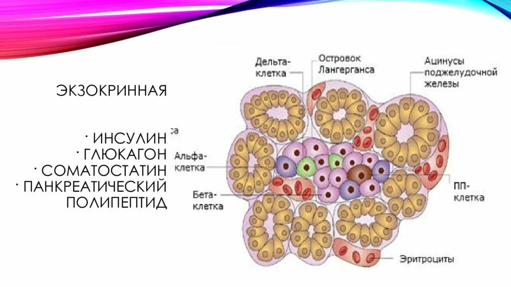 Эндокринные клетки островков лангерганса. Строение поджелудочной железы гистология. Островки Лангерганса поджелудочной железы гистология. Строение поджелудочной гистология. Строение островков Лангерганса.