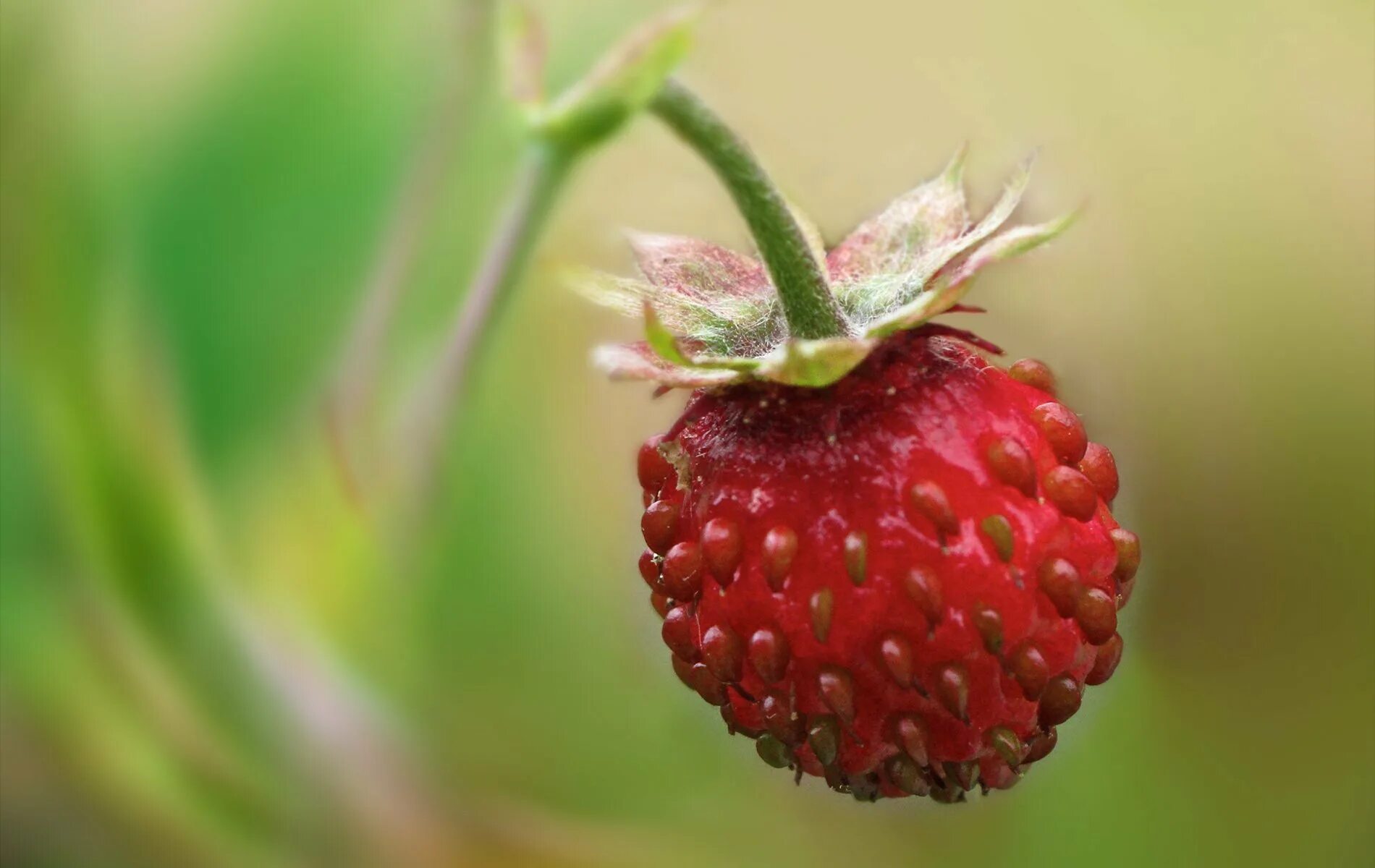 Ягода земляника. Земляника Лесная. Земляника zemlyanika Strawberries Лесная. Картинки на рабочий стол клубника. Скажи ягодки