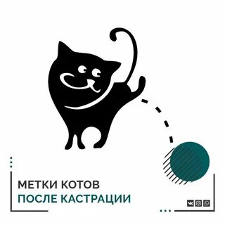 Что делать если кастрированный кот метит
