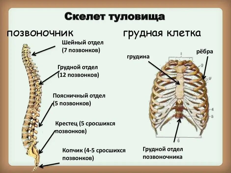 Образуют грудной отдел позвоночника. Скелет туловища.Позвоночный столб строение функции. Строение скелета туловища кратко. Грудная клетка анатомия скелет туловища. Скелет туловища Позвоночный столб грудная клетка анатомия.