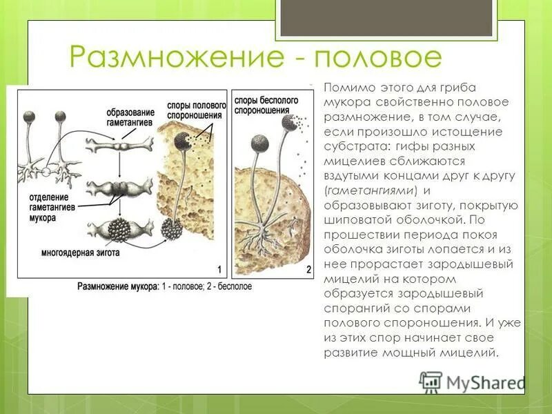 У грибов есть размножение. Строение и размножение мукора. Строение и размножение гриба мукора. Размножение мукора схема. Строение гриба мукора.