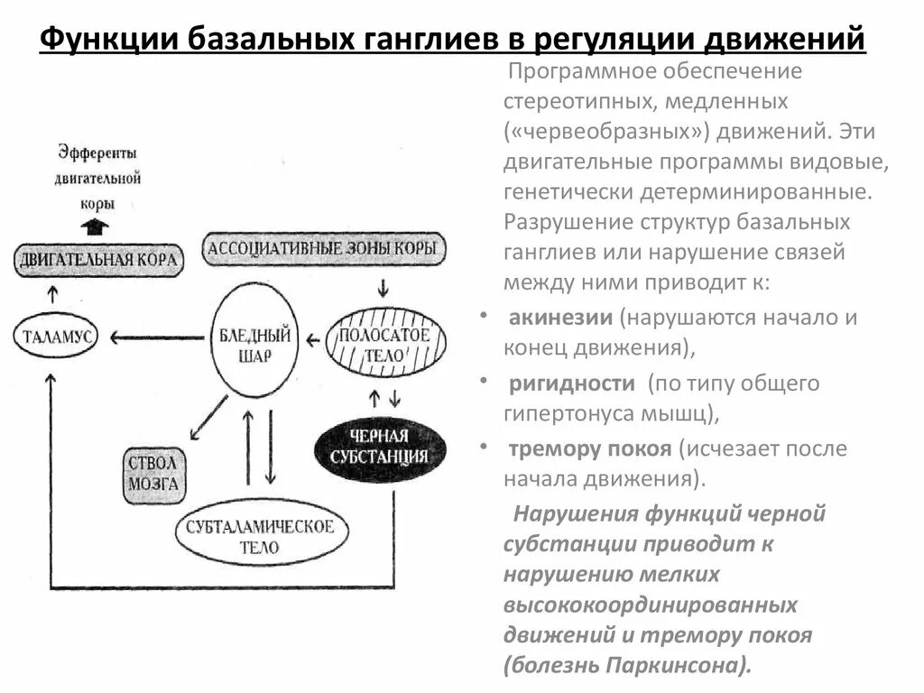 Функциональная организация движений