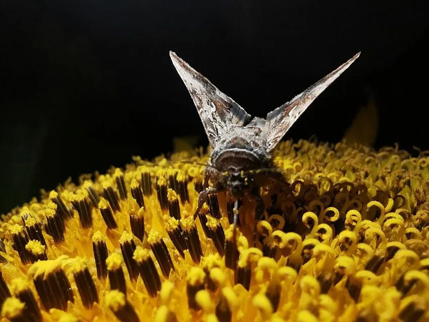 ночная бабочка ну кто же виноват картинка. песня ночная бабочка ну кто же виноват. песня ночная бабочка ну кто же виноват. хоп мусорок кто поет. ночная бабочка ну кто виноват текст.