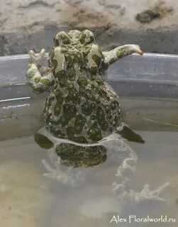 Bufo viridis жаба
