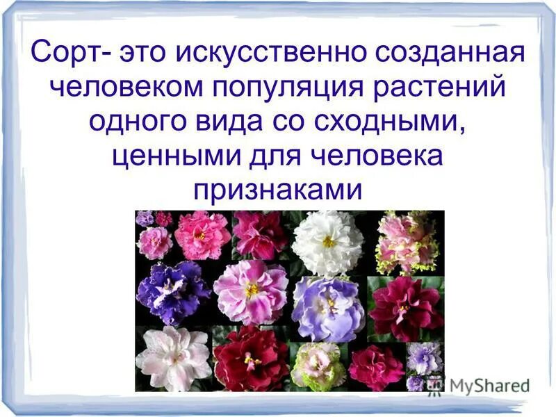 Сорт "а". Что такое сорт по биологии. Сорт это в биологии.