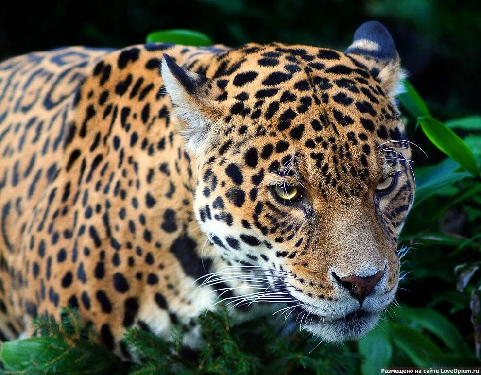 Самые красивые звери. Карликовый Ягуар. Ягуар и леопард. Ягуар и тигр. Ягуар животное.