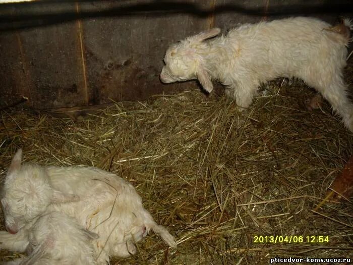 Козлята 3 недели. Коза родила троих козлят. Кормление козлят контактный зоопарк. Коза Марфуша. Выгодно ли держать молочных коз.