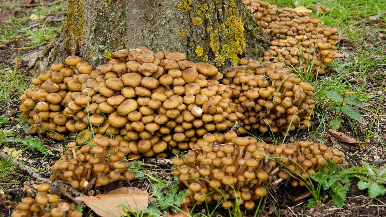 Опята грибы. Осенние опята ссыхающийся. Пеньковые опята. Опенок осенний (Armillaria mellea; Armillaria Borealis. Когда растут грибы в лесу