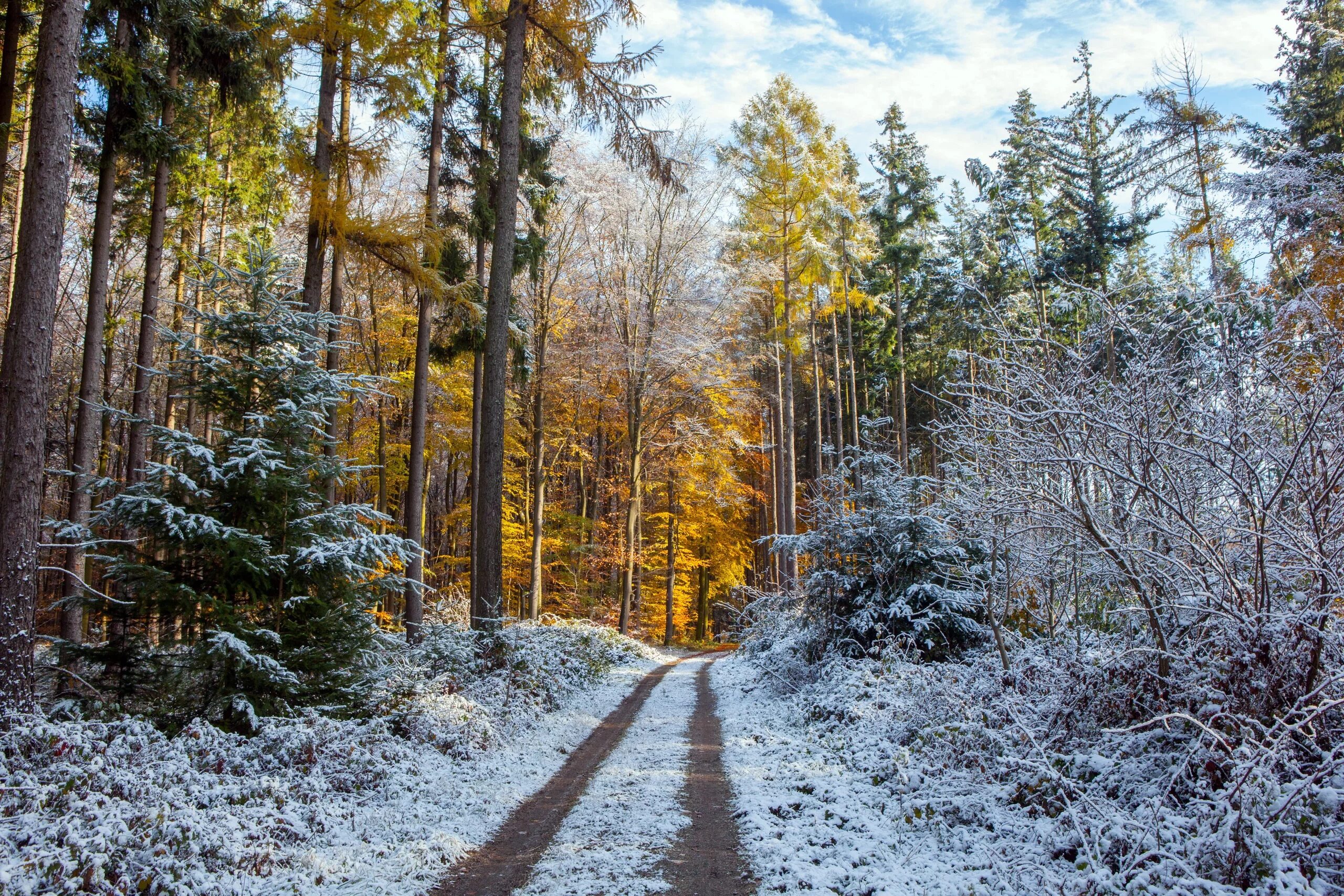 Где прячется мороз. Зима в лесу. Ранняя зима. Тропинка в зимнем лесу. Первый снег.
