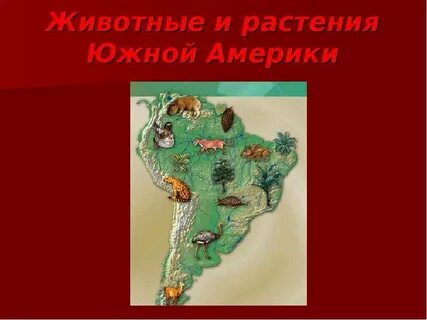 Растительный и животный южной америки
