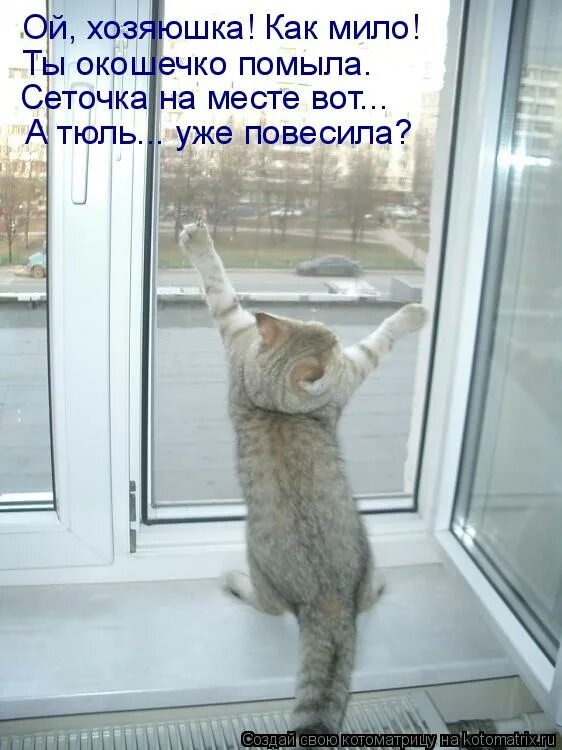 Здравствуй как ты живешь слушать. Кот на свободе. Свободу котам. Котик просится в окно. Смешные коты с надписями окно.