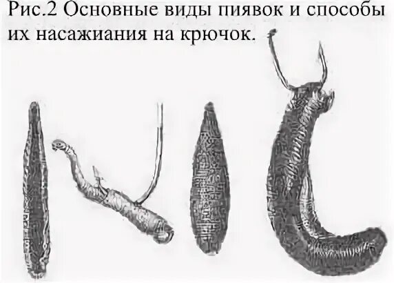 Как насадить пиявку