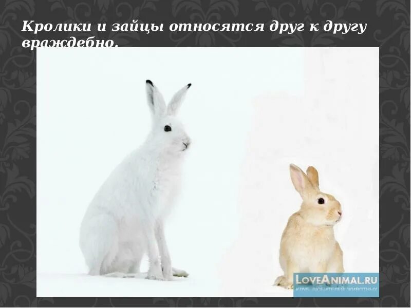 Заяц относится к грызунам или нет. Заяц демотиватор. отличие зайца от кролика прикол. разница между зайцем и кроликом.