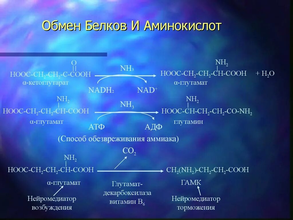 Обмен белков и аминокислот. Белковый и аминокислотный обмен. Обмен белков = обмен аминокислот. Метаболизм белков и аминокислот. 2 белковый обмен