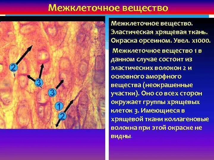 Межклеточное вещество находится. Межклеточное пространство. Хрящевая ткань окраска орсеином. Межклеточное вещество эластический хрящ окраска орсеином. Межклеточные пространства в тканях.