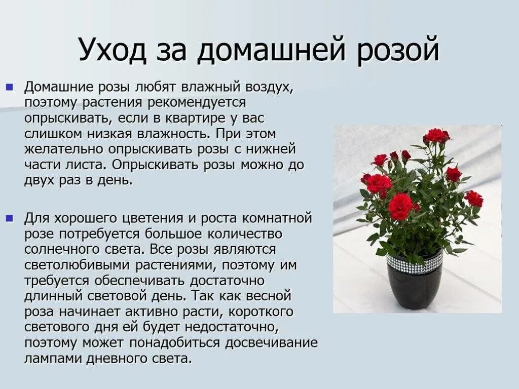 Условия содержания комнатного растения. Условия комнатного растения розы. Информация о домашних растениях.