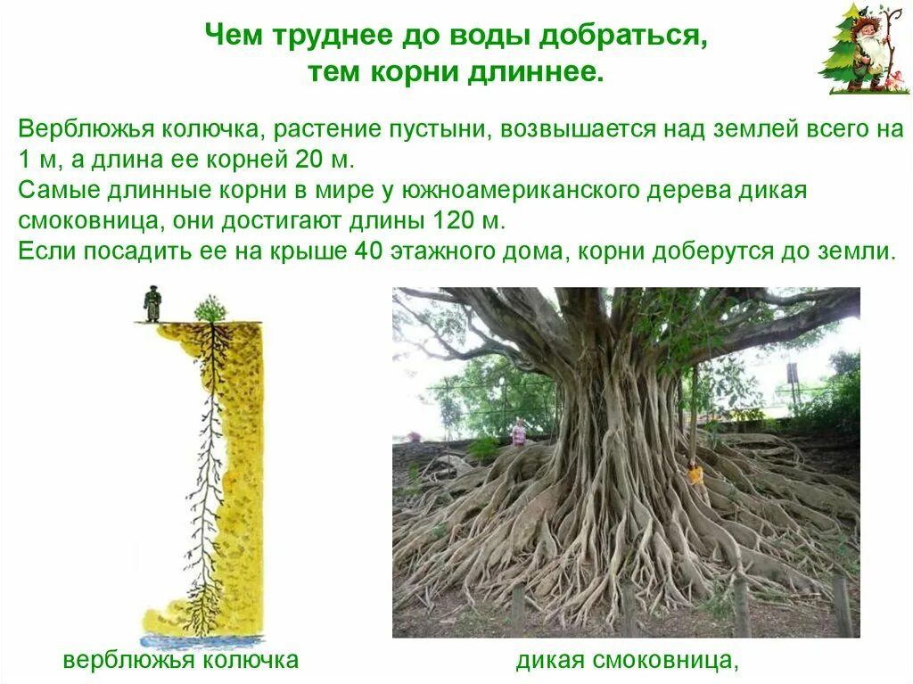 Самые глубокие корни. Корни растений. Самый длинный корень. Растения с длинными корнями. Самый длинный корневой дерево.